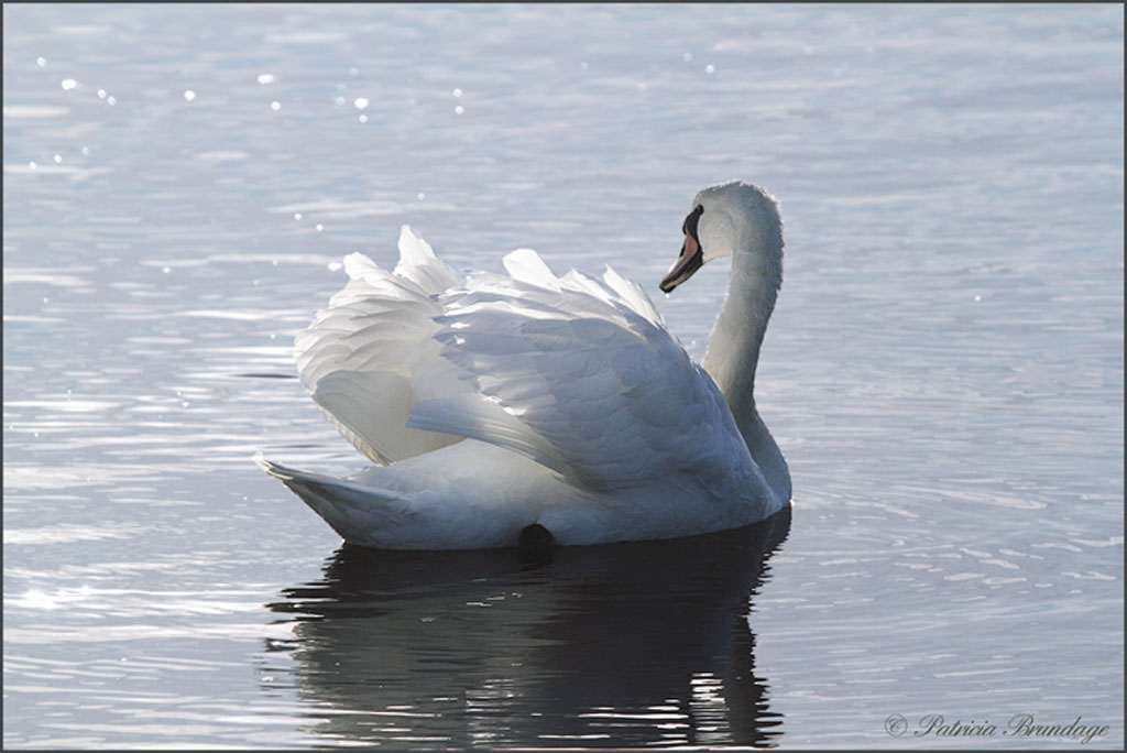 Mute Swan