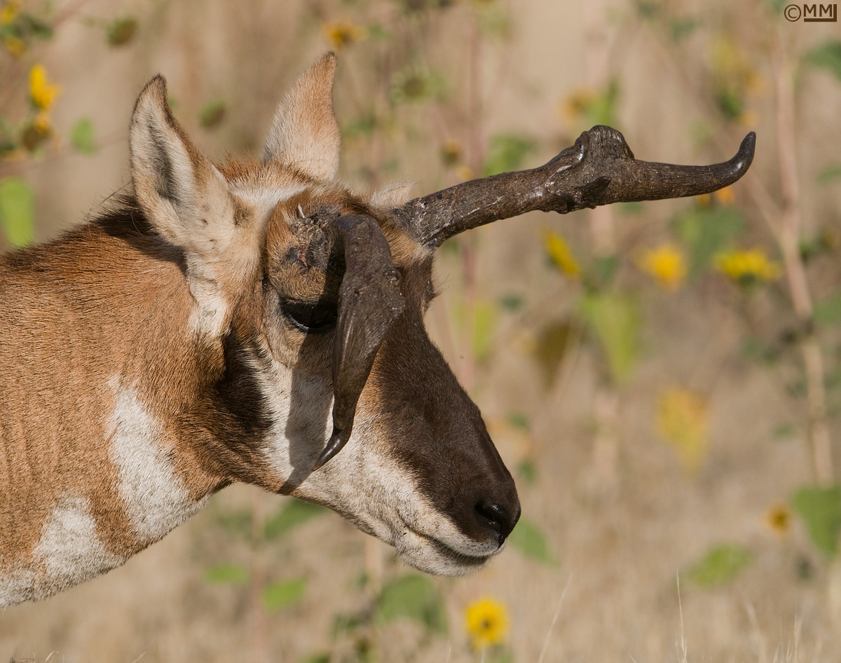 Pronghorn buck