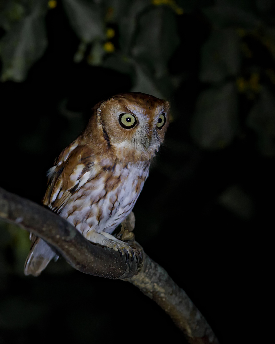 Screech Owl At Night
