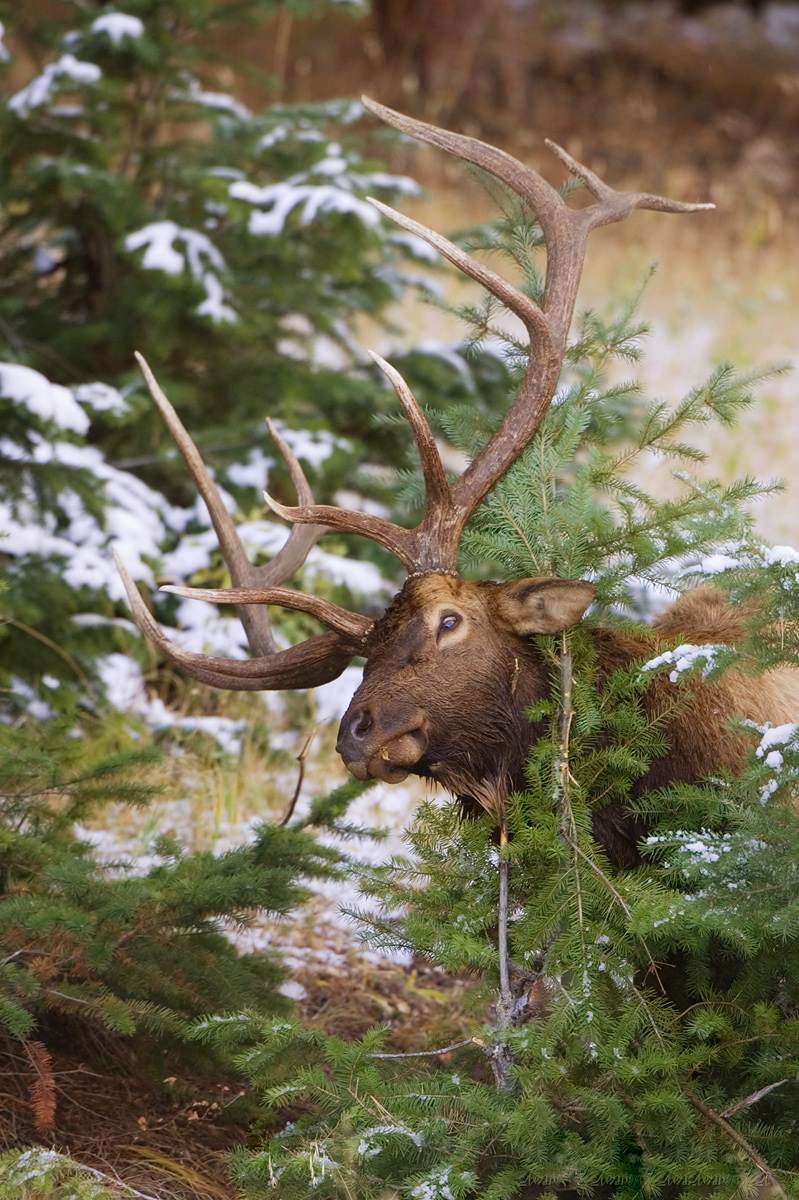 Elk