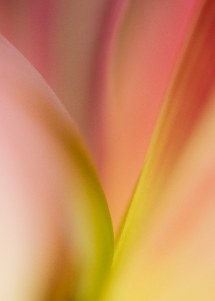 Dahlia Dreams