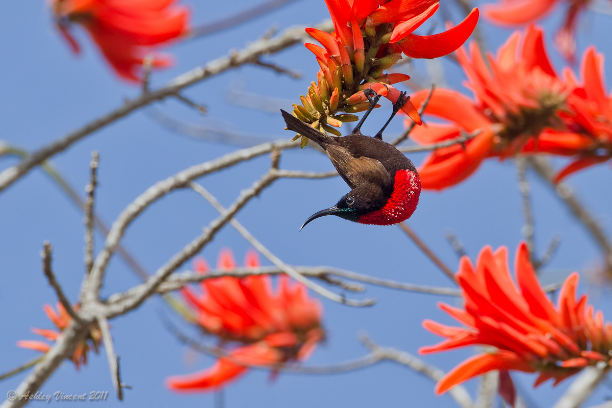 Scarlet-Chested Male