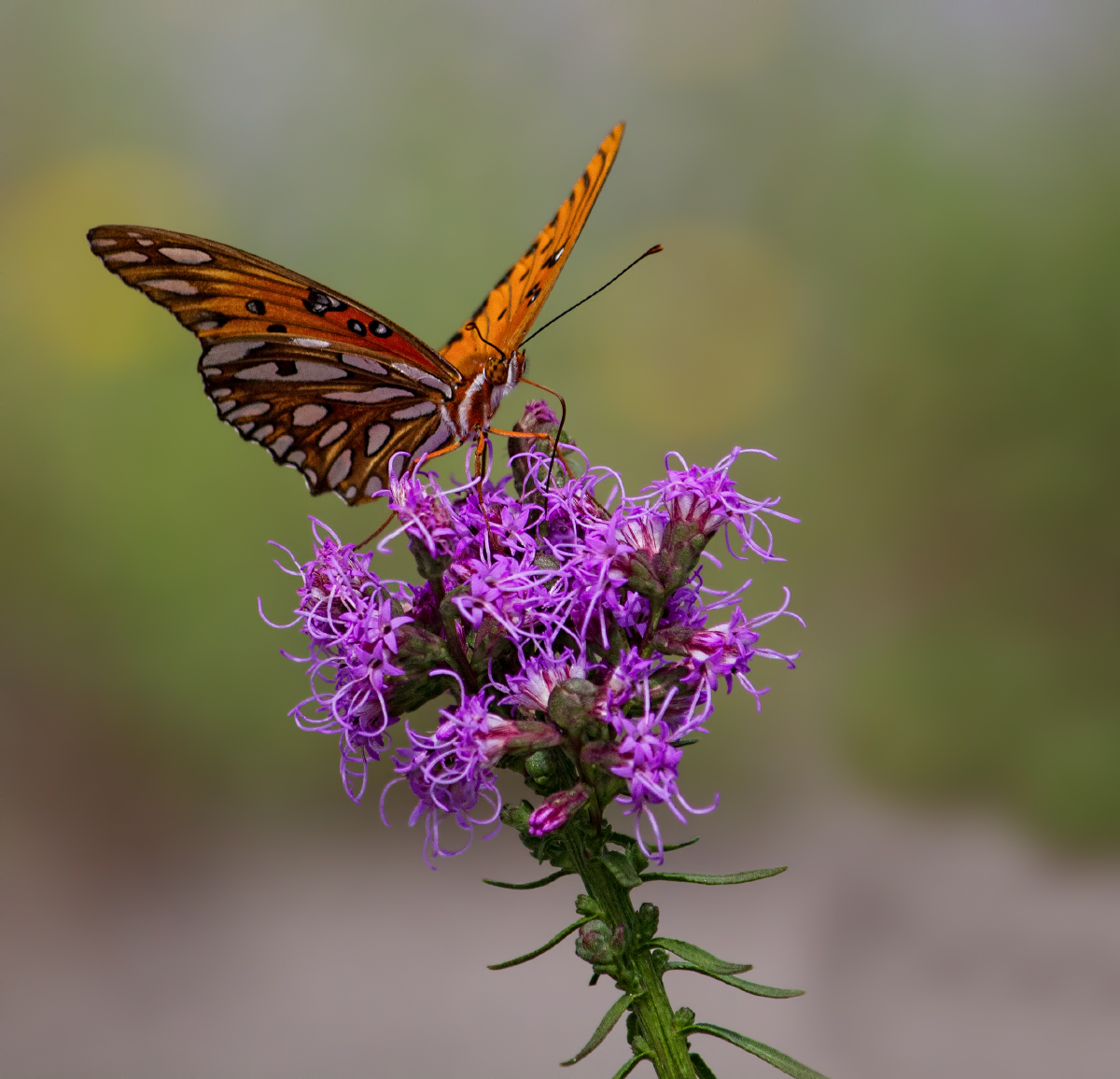 Gulf Fritillary