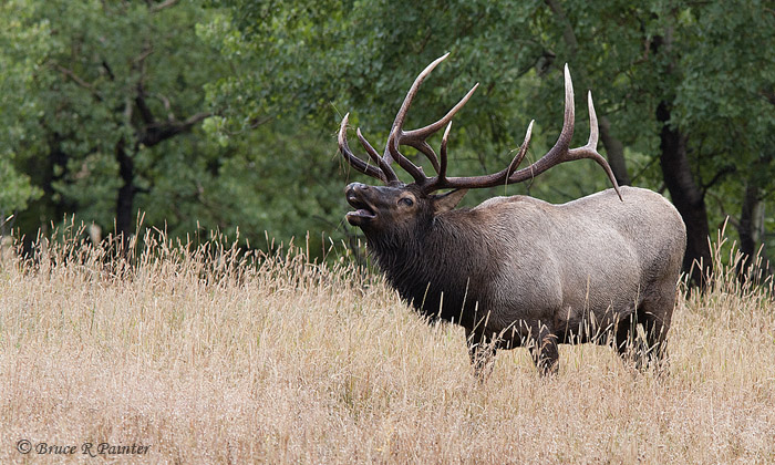 One More Elk