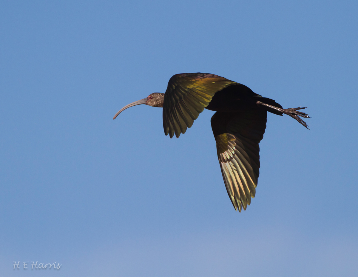 White-faced Ibis