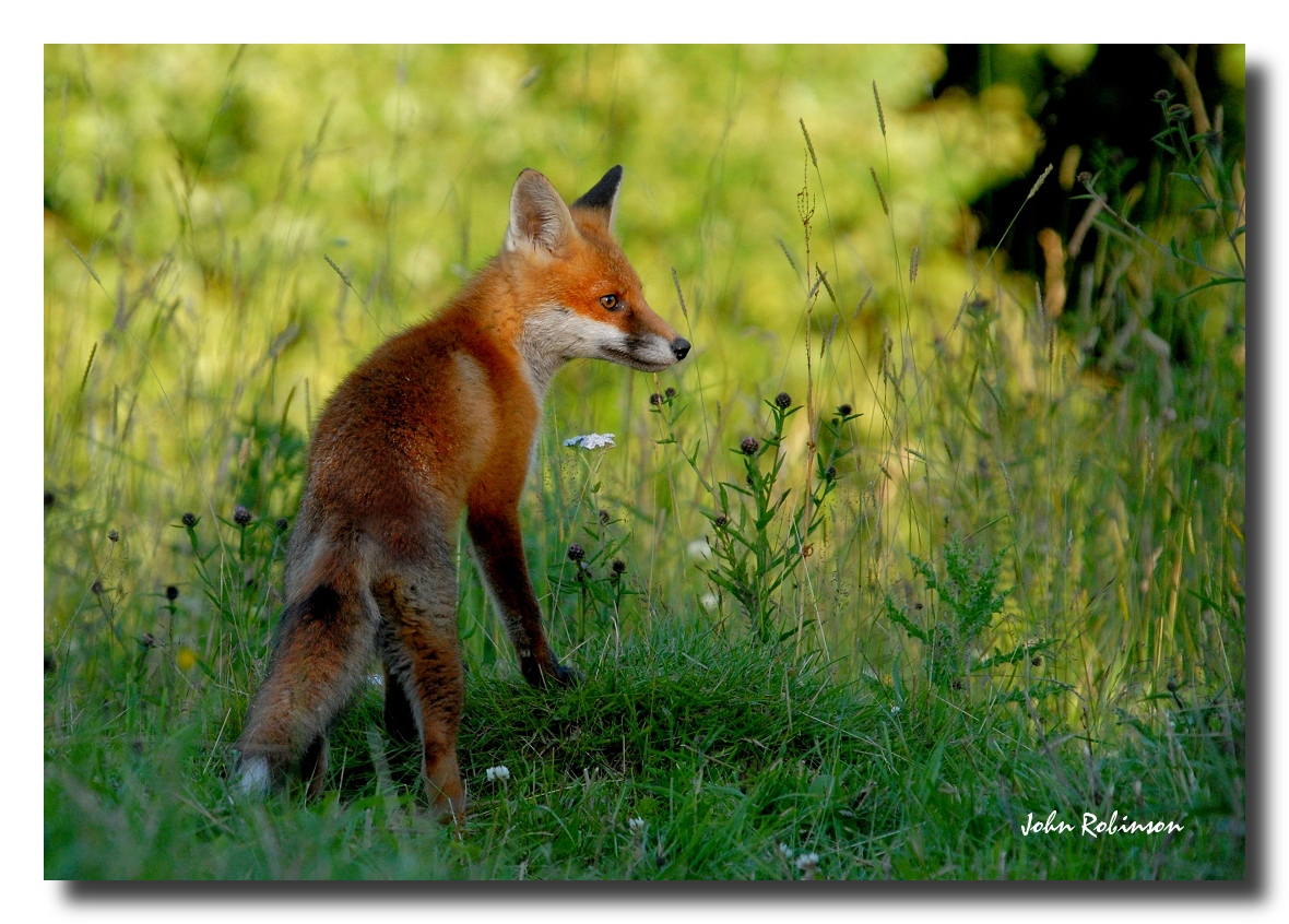 Evening Fox