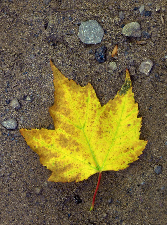 Simple fall still-life