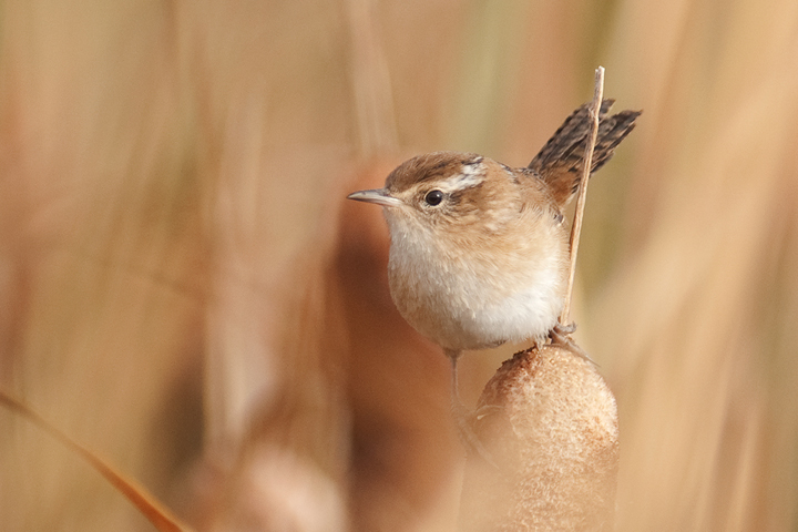 Marsh Wren