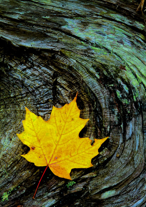 Leaf on Cedar stump + repost