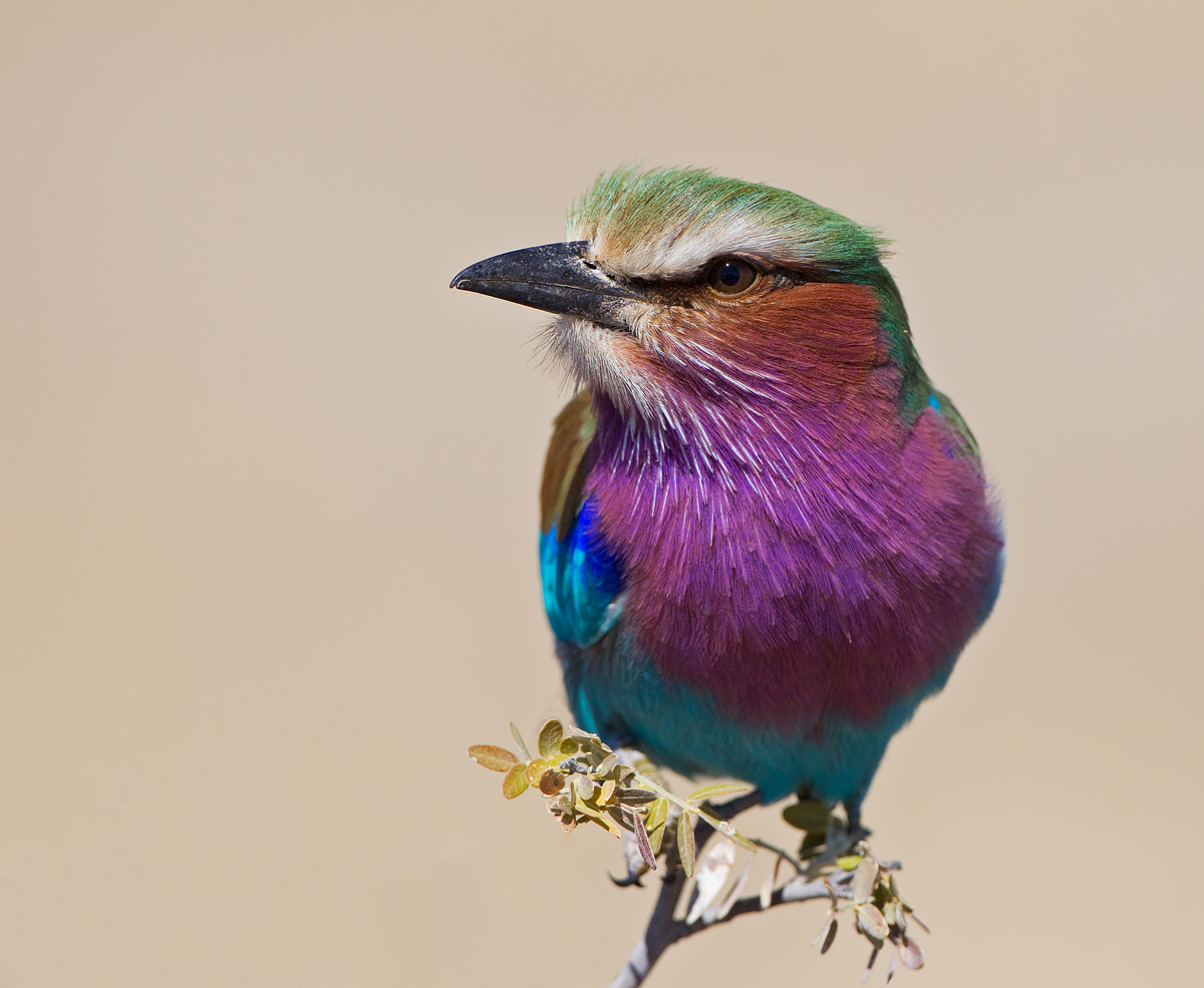 Lilac Breasted Roller