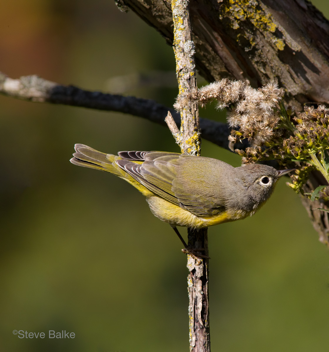 Nashville Warbler+Repost