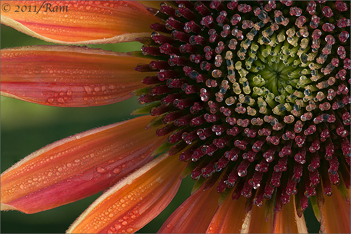 Dewy Coneflower