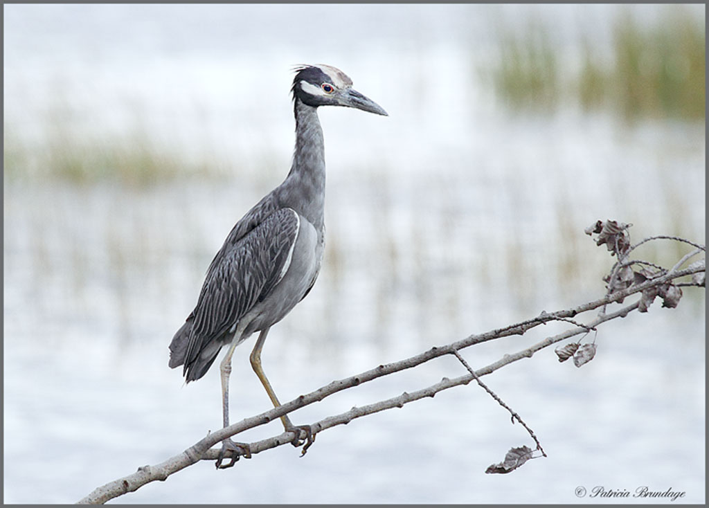Yellow Crowned NH