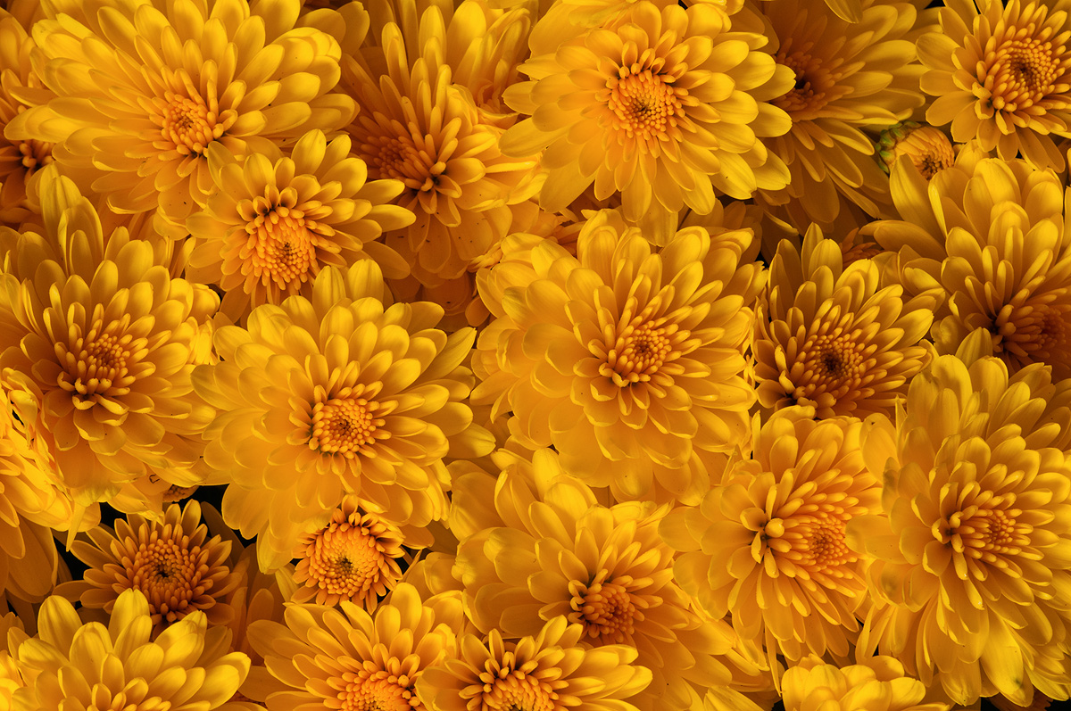Delightful Mums