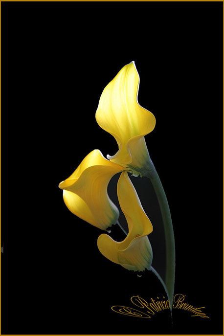 Yellow Callas