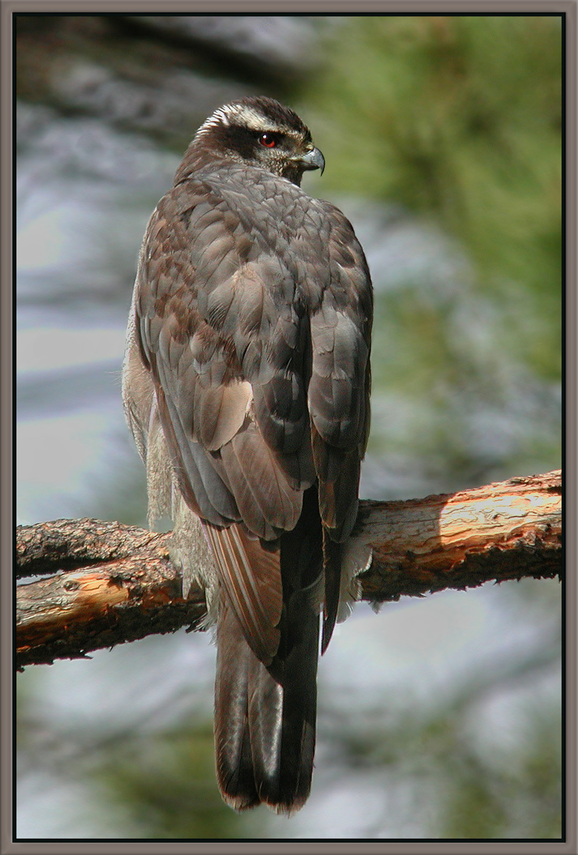 More Goshawks