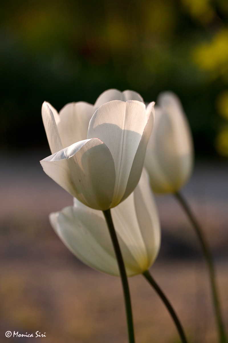 Tulips at sunset
