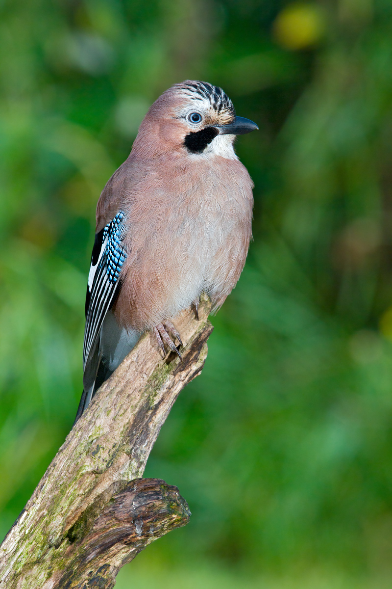 Jay portrait