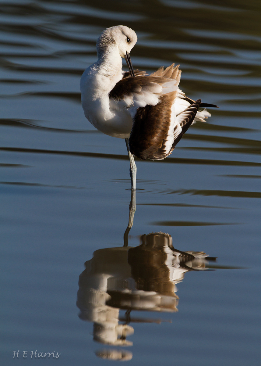 Avocet 