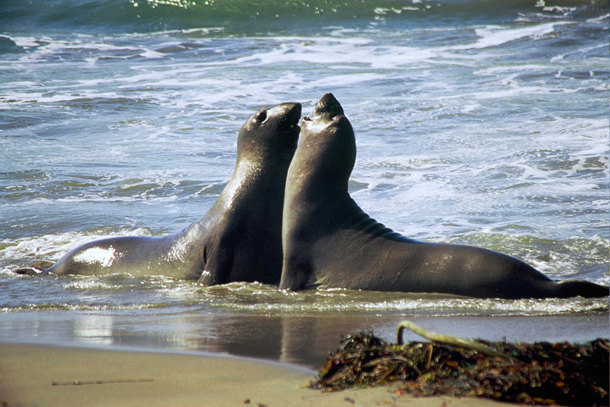 Elephant Seal Juveniles