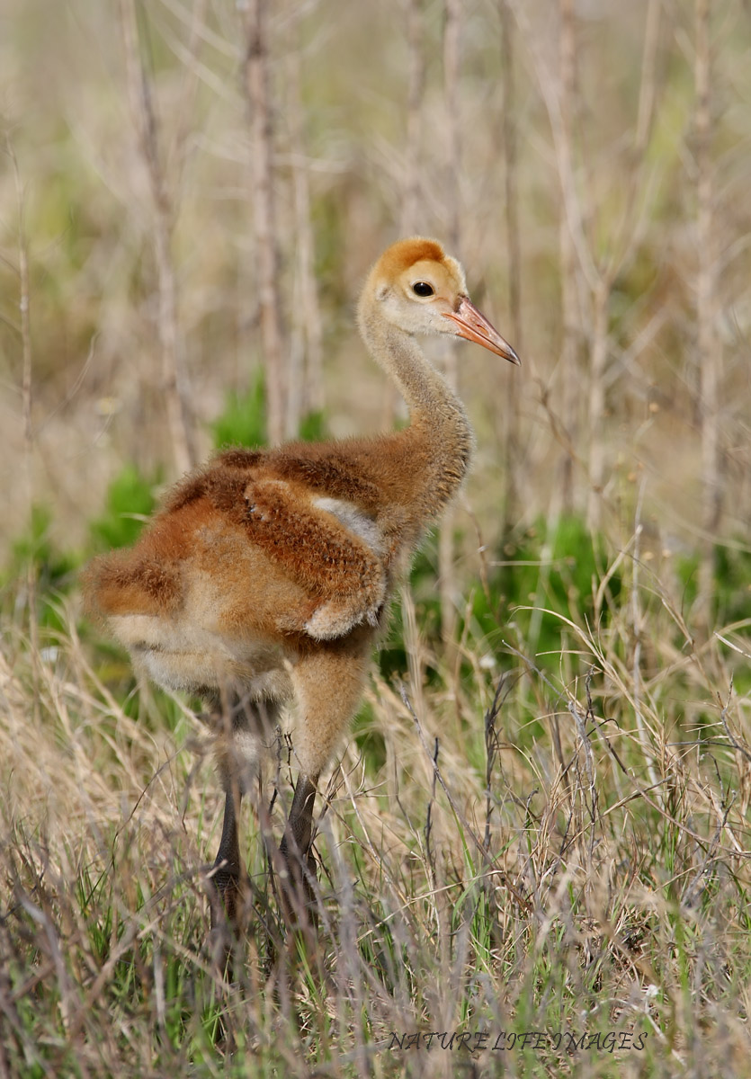 Sandhill Babe