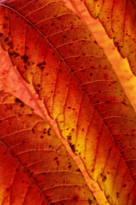 Backlit sumac + repost