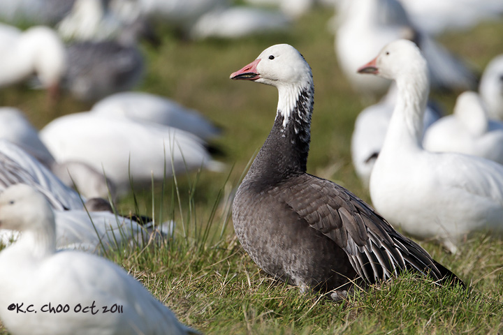 Snow Goose (Dark Morph)
