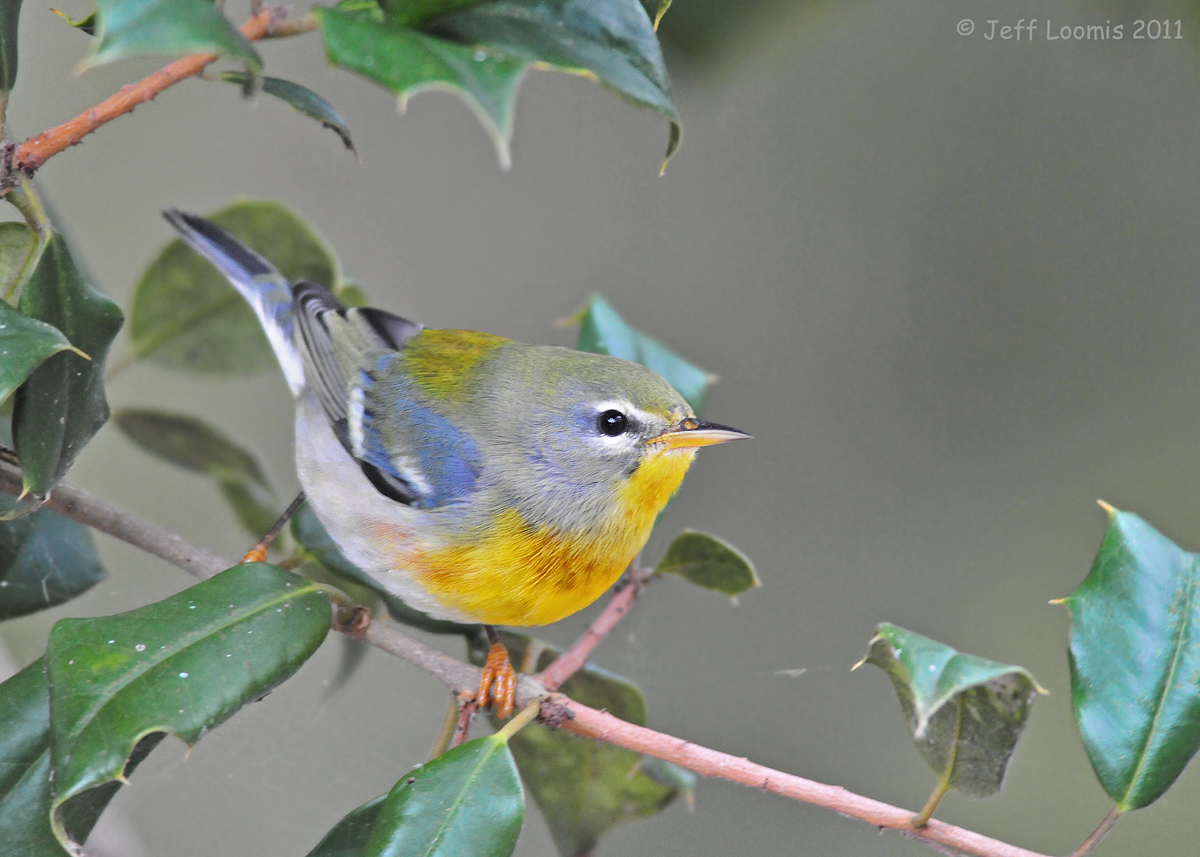 Northern Parula
