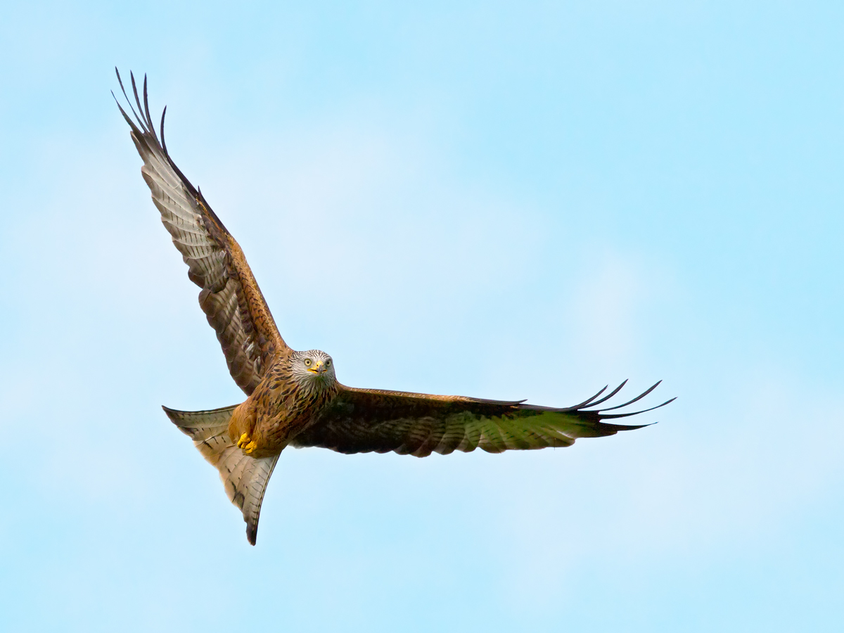 Red kite