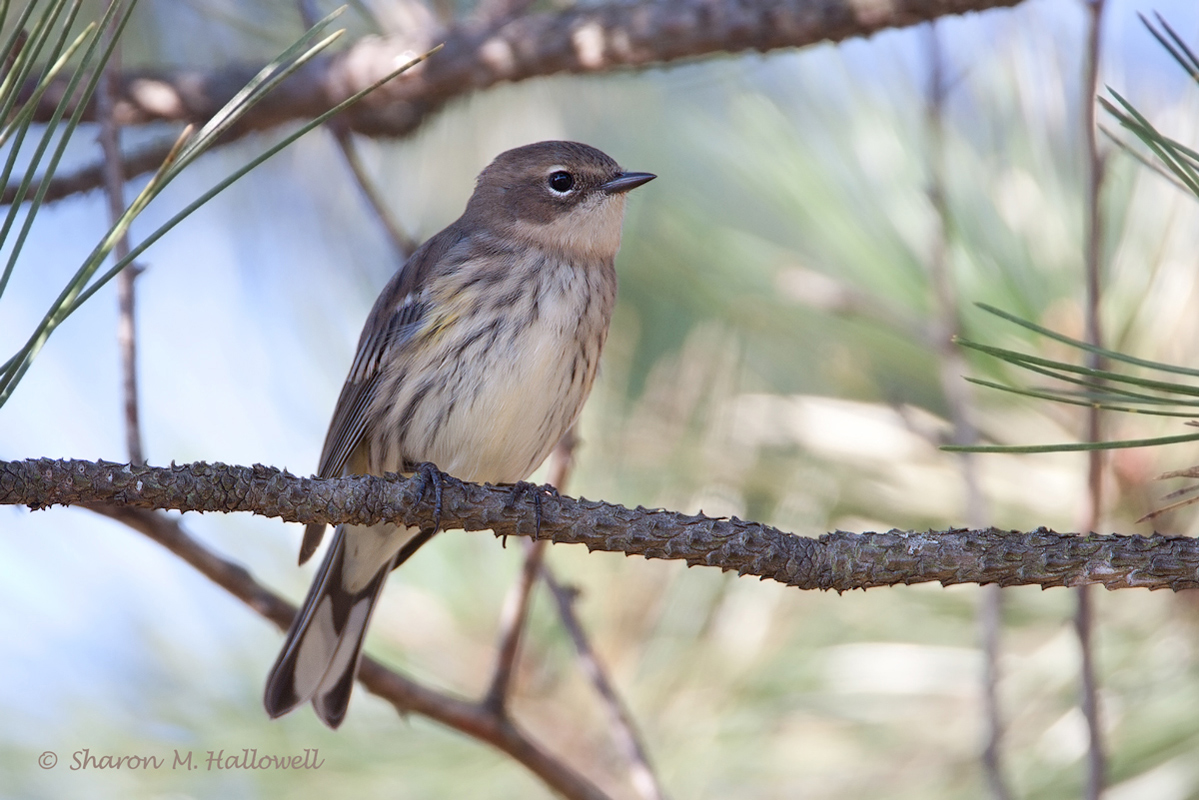 YR Warbler