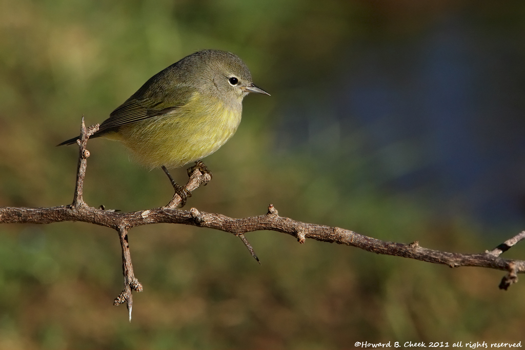 Orange-crowned Warbler
