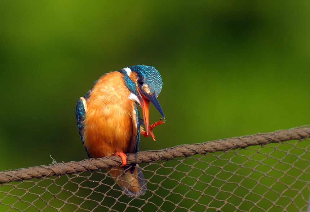 Kingfisher