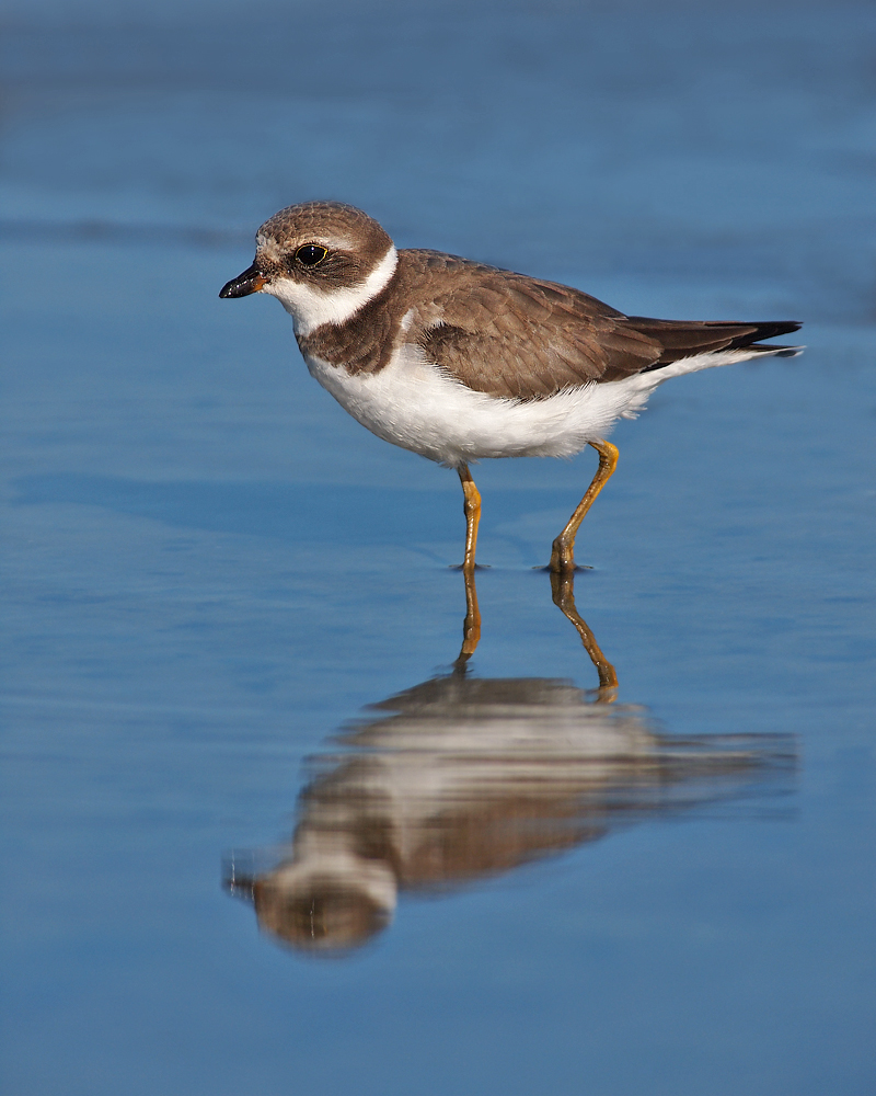 Semipalmated Plover