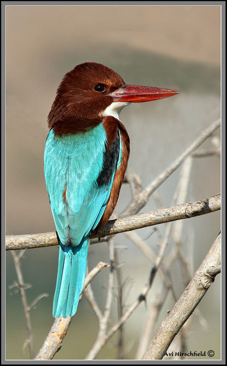 White throated kingfishe
