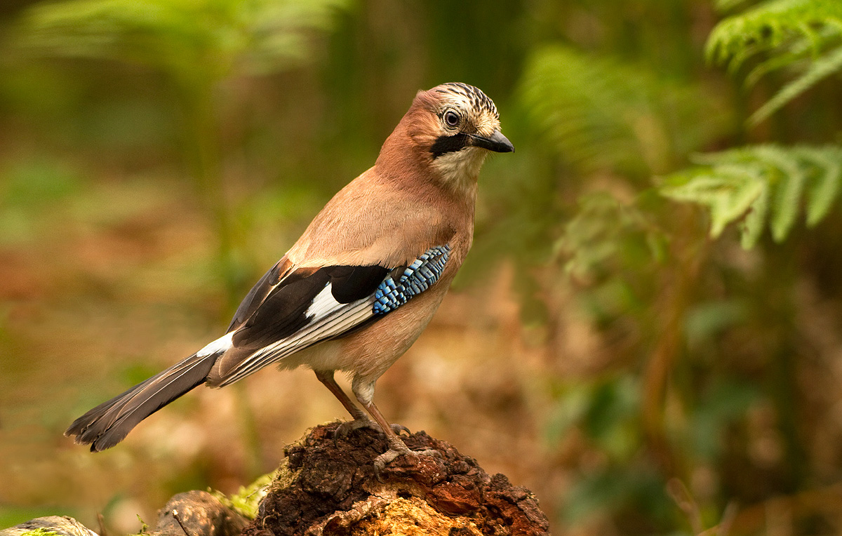 Jay