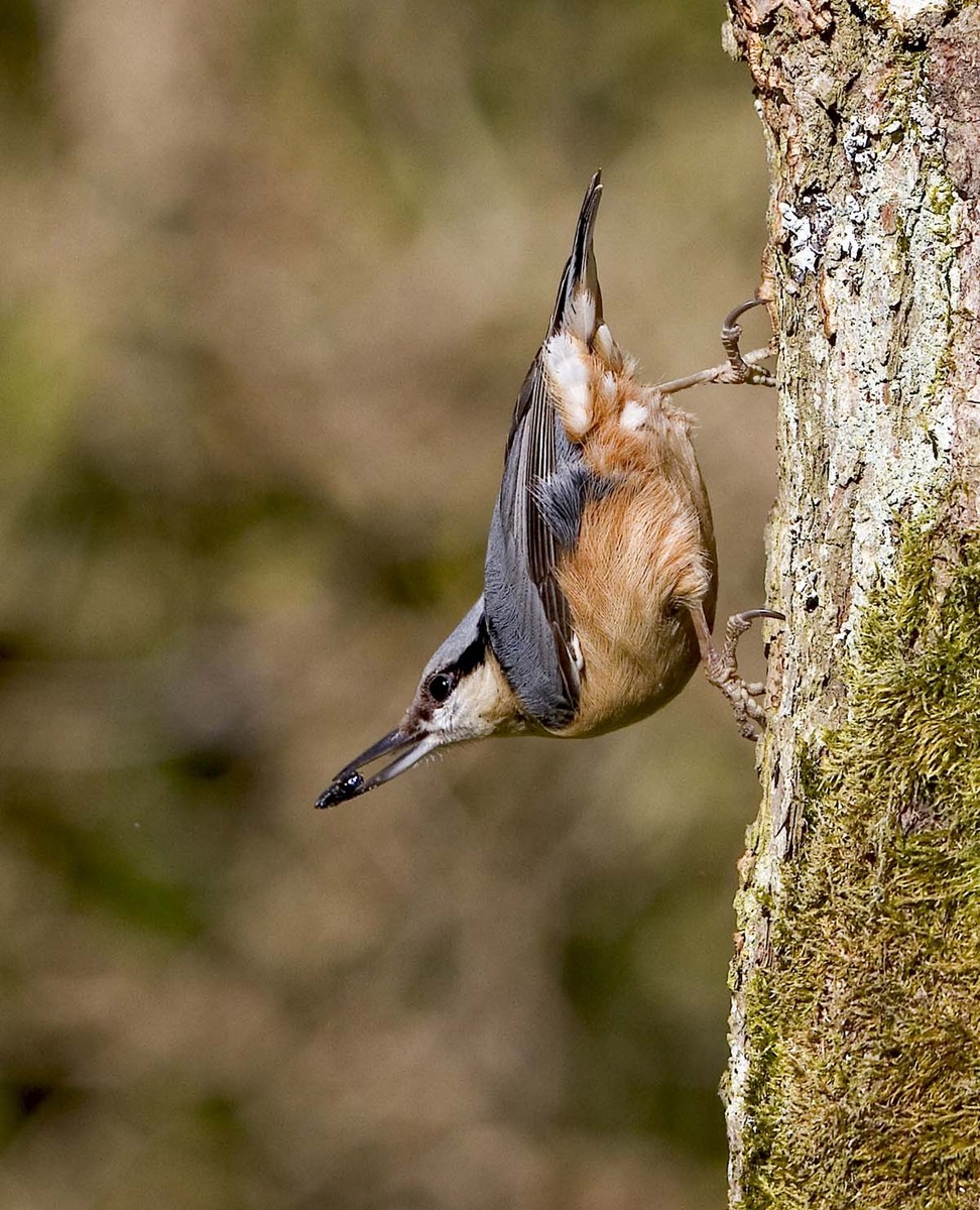 Nuthatch 