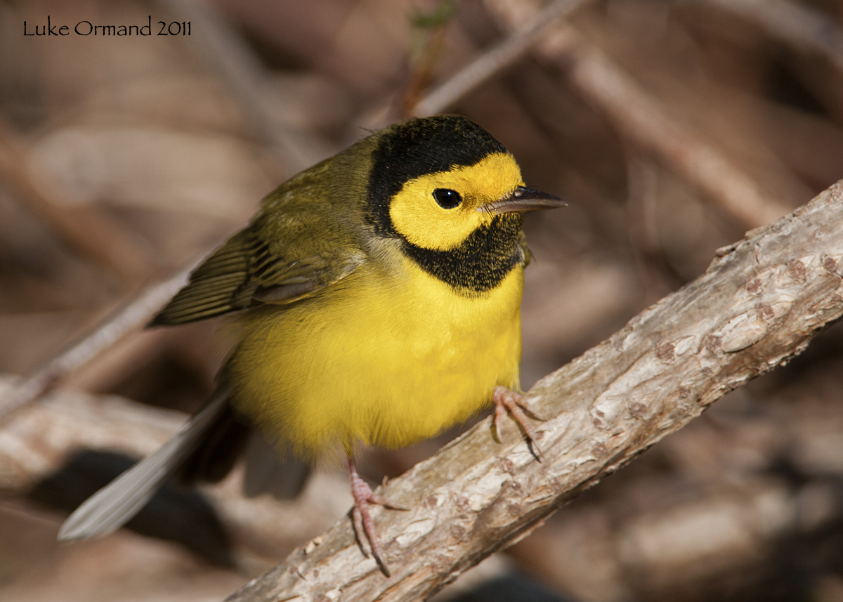 Hooded Warbler