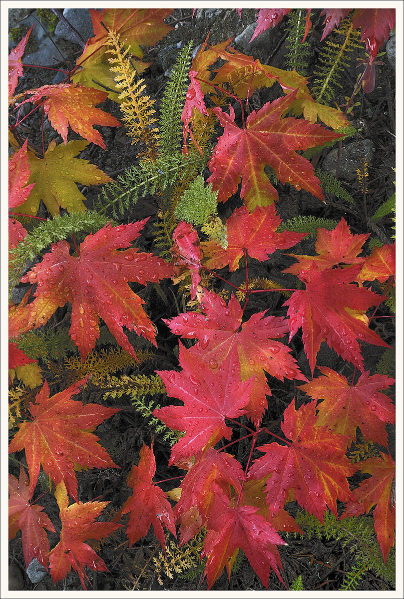 Fall Leaves