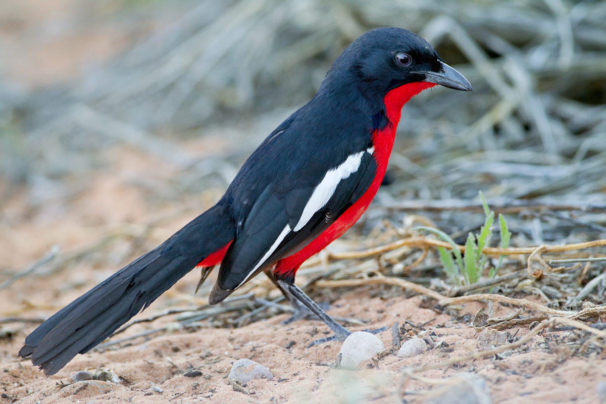 Crimson Breasted Shrike
