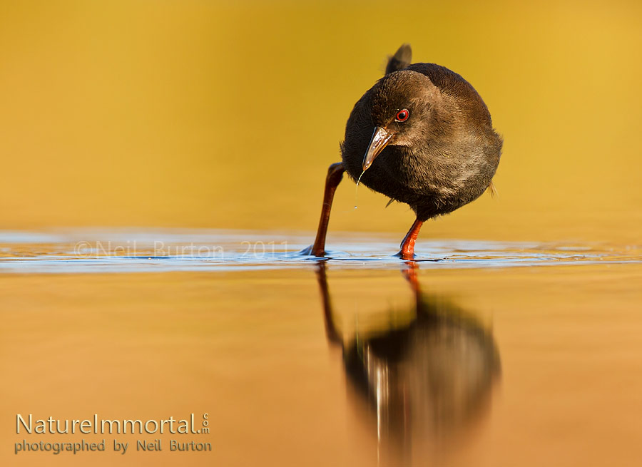 Crake