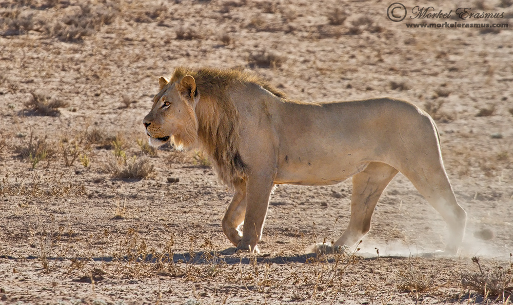 Kalahari Lion Patrol
