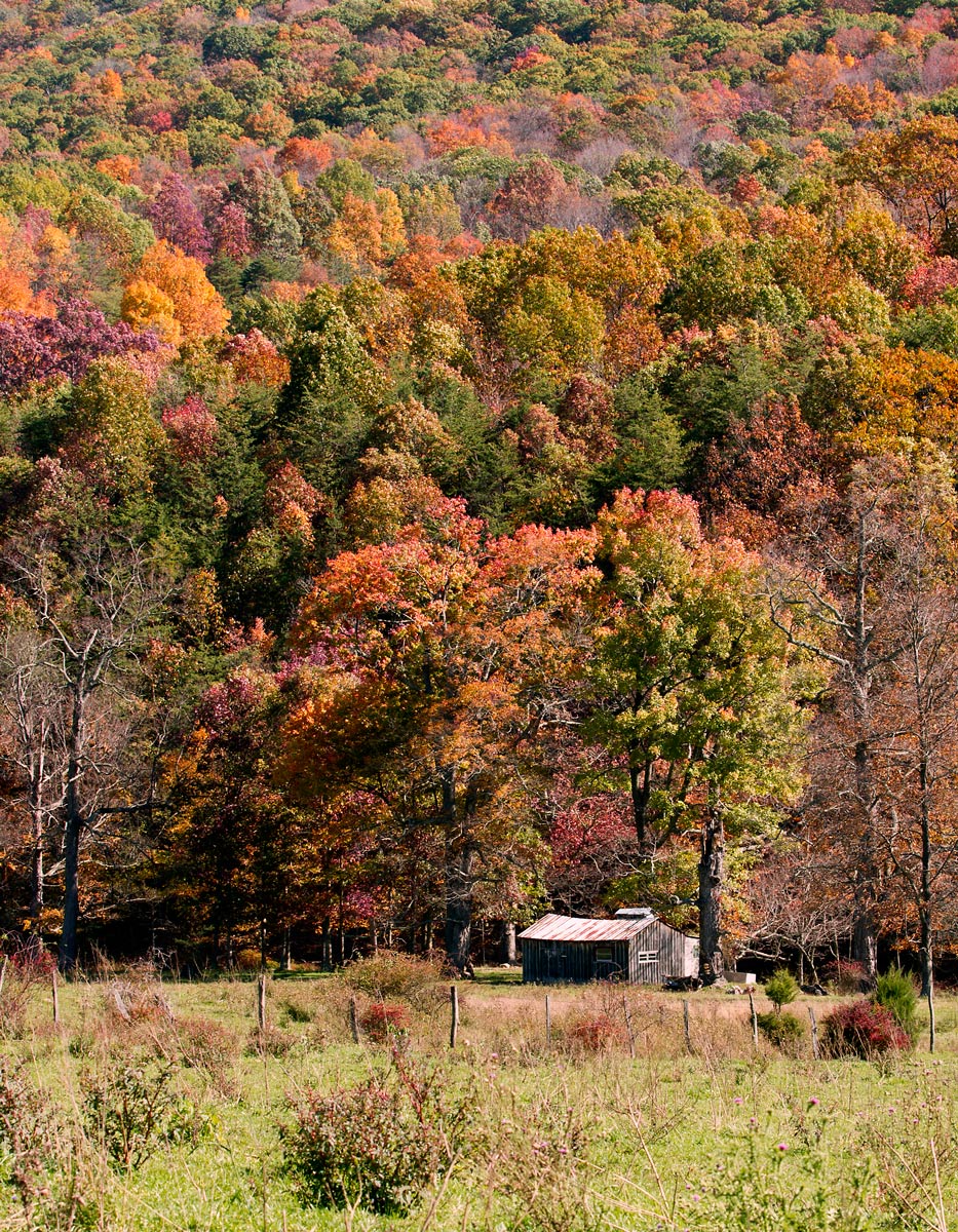 Maple Sugar WC506 Repost