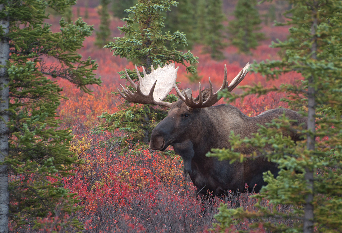 I Shot a Moose !