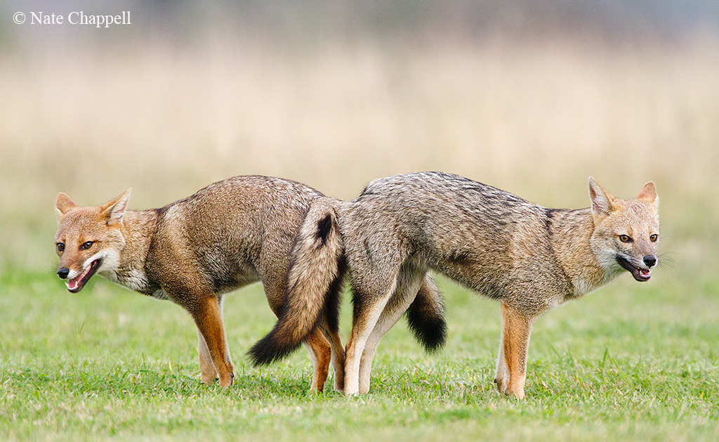 Pampas Foxes Mating