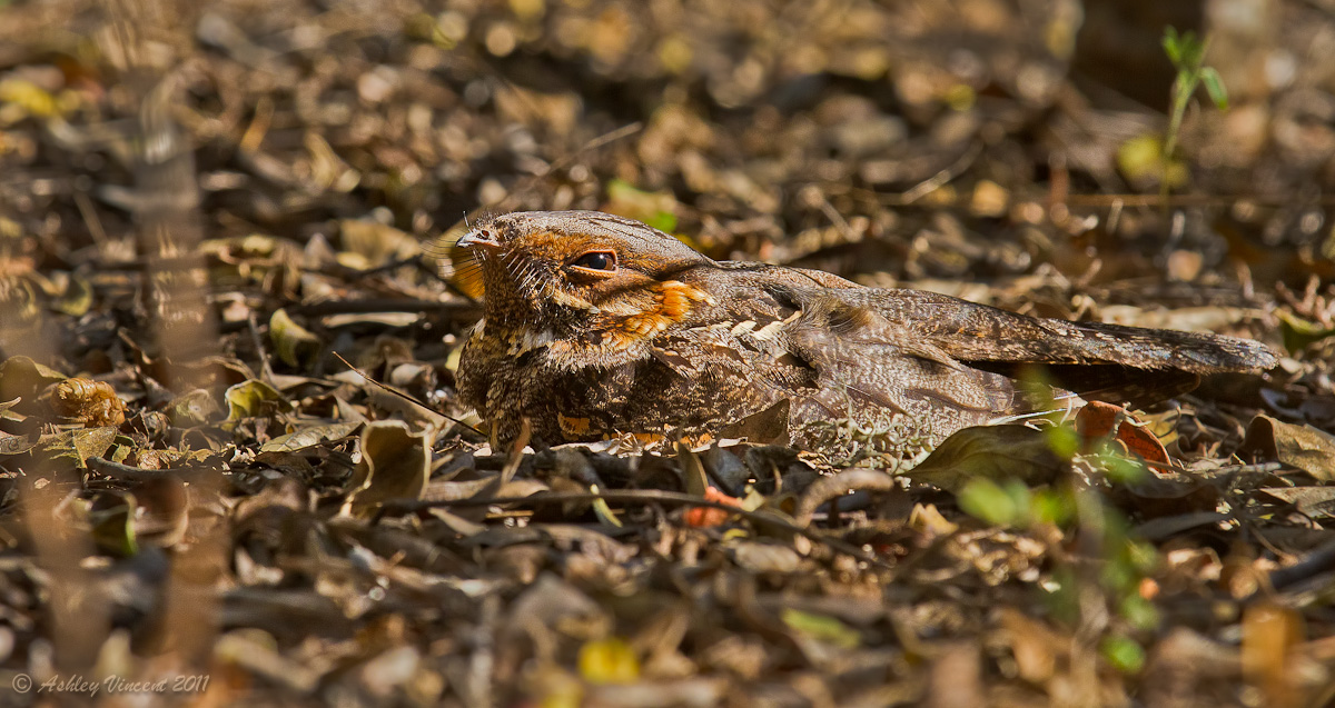 Madagascar Nightjar