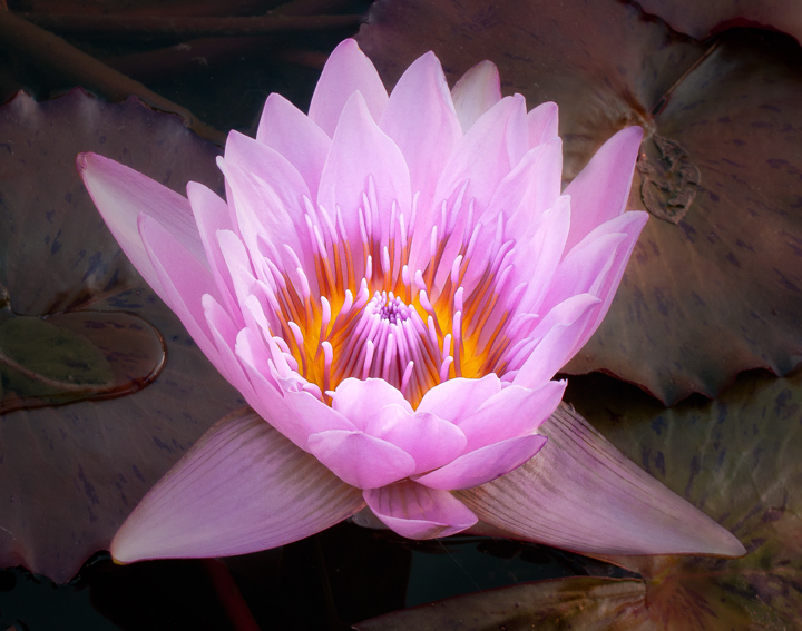 Water Lily