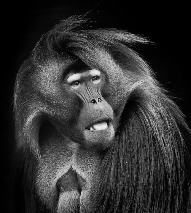 Baboon-Captive
