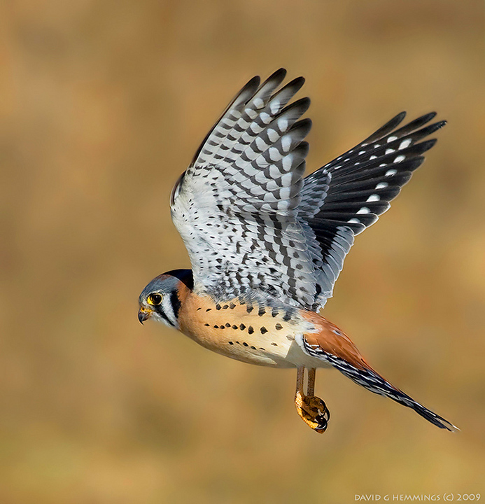 American Kestrel