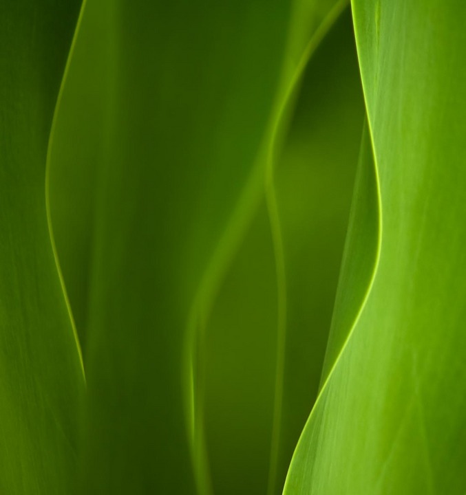 green lines