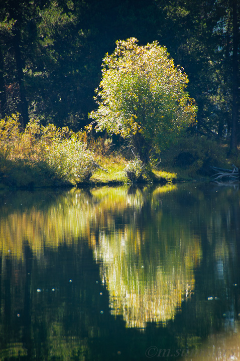 Another Oxbow Bend Photo